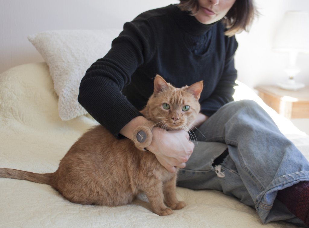 cat_forward_1024x1024.jpg