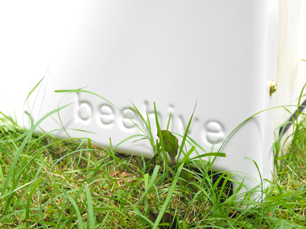 beehive_01.jpg