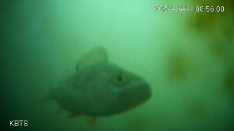 The Fish Doorbell.jpg