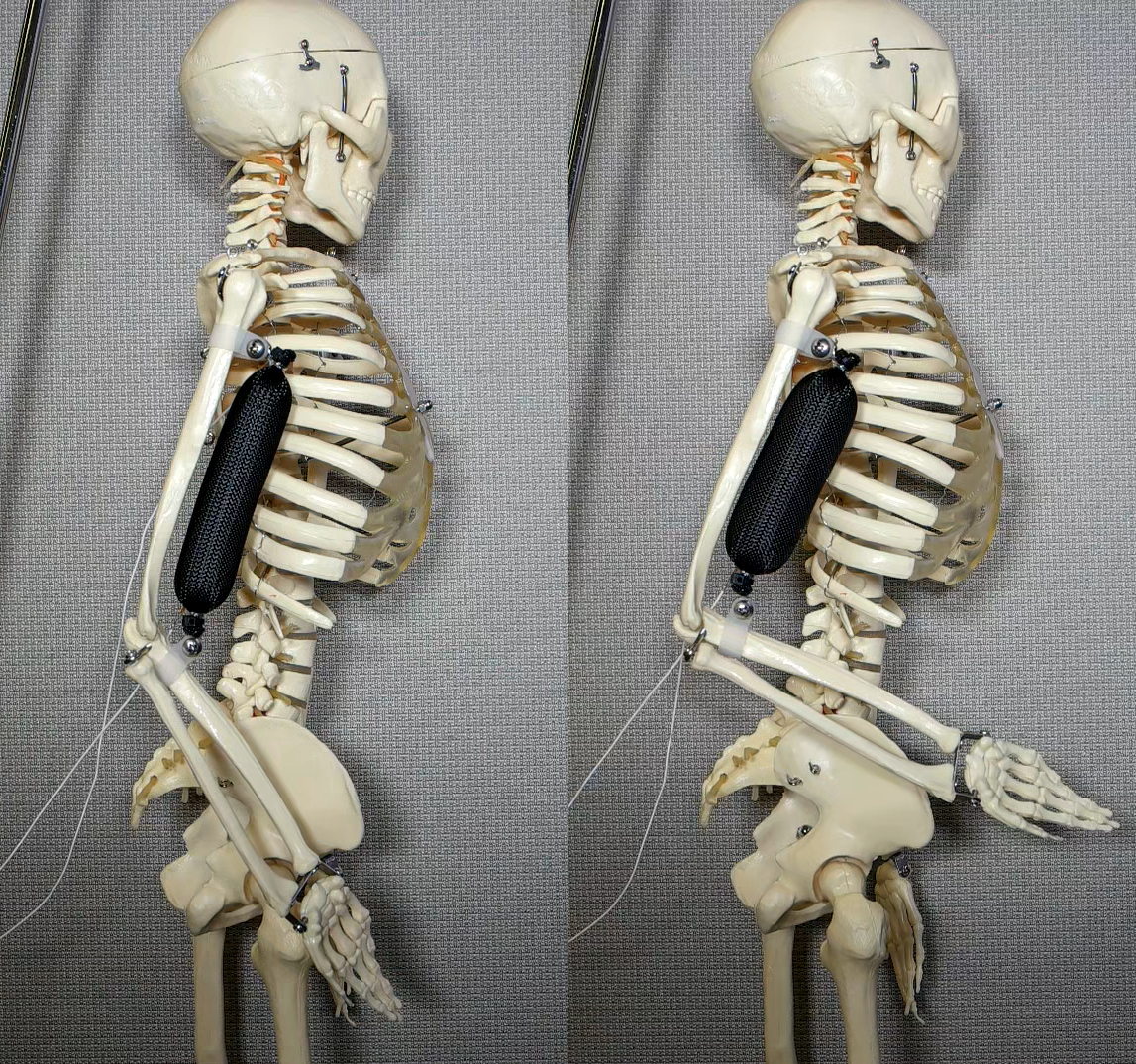 Artificial_Muscle.jpg