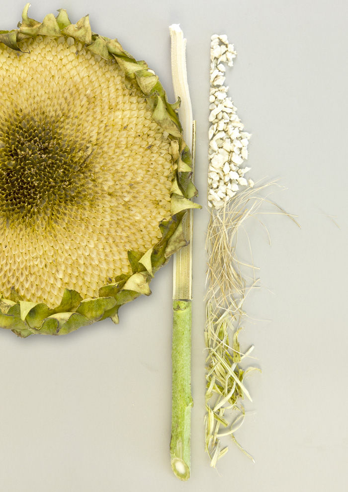 Sunflower Enterprise2.JPG