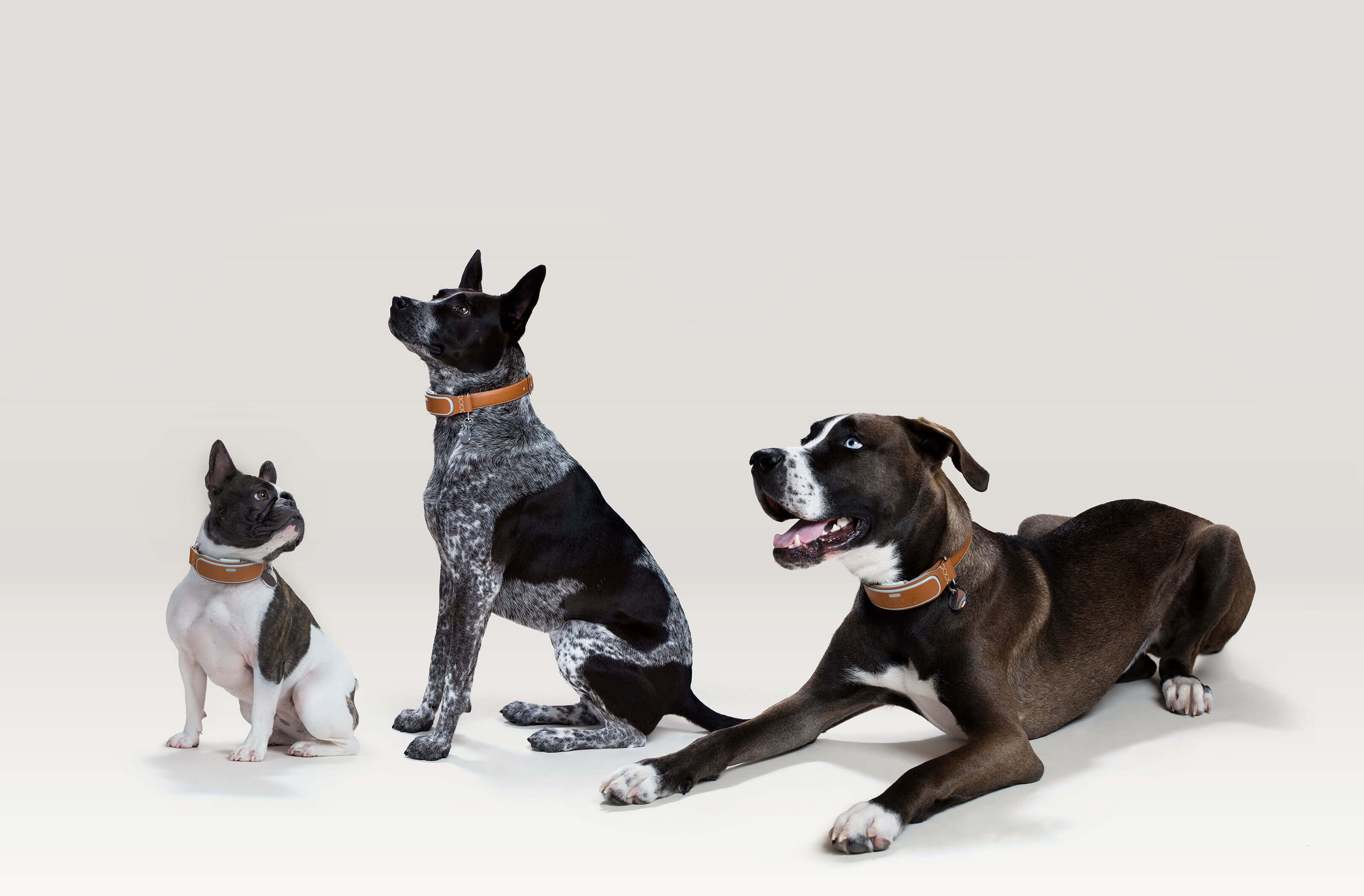 all_dogs_0.jpg